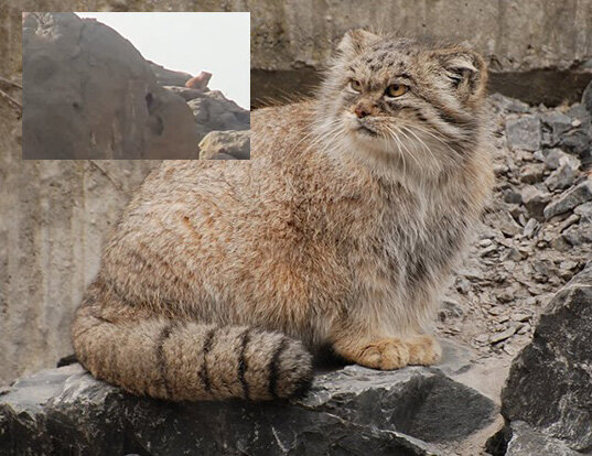 مشاهده گربه پالاس در منطقه حفاظت شده مهریز